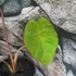 Kép 9/12 - Colocasia 'Violet Stem' 2-3 levéllel