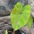 Kép 7/12 - Colocasia 'Violet Stem' 2-3 levéllel