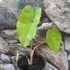 Kép 8/12 - Colocasia 'Violet Stem' 2-3 levéllel