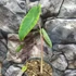 Kép 5/13 - Colocasia esculenta 'Pink China'