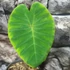 Kép 3/13 - Colocasia esculenta 'Pink China'