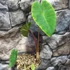 Kép 2/13 - Colocasia esculenta 'Pink China'