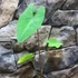 Kép 6/13 - Colocasia esculenta 'Pink China'