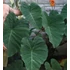 Kép 1/13 - Colocasia esculenta 'Pink China'
