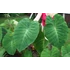 Kép 13/13 - Colocasia esculenta 'Pink China'