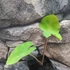 Kép 10/13 - Colocasia esculenta 'Pink China'