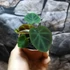 Kép 3/4 - Colocasia affinis var. Jenningsii