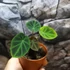 Kép 2/4 - Colocasia affinis var. Jenningsii