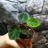 Kép 4/4 - Colocasia affinis var. Jenningsii