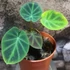 Kép 1/4 - Colocasia affinis var. Jenningsii