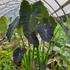 Kép 1/8 - Colocasia Coal Miner 1-3 levéllel