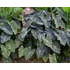Kép 3/8 - Colocasia Coal Miner 1-3 levéllel