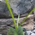 Kép 7/8 - Colocasia Coal Miner 1-3 levéllel