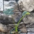 Kép 6/8 - Colocasia Coal Miner 1-3 levéllel