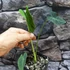 Kép 8/8 - Colocasia Coal Miner 1-3 levéllel