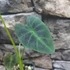 Kép 5/8 - Colocasia Coal Miner 1-3 levéllel