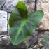 Kép 2/8 - Colocasia Coal Miner 1-3 levéllel