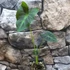 Kép 4/8 - Colocasia Coal Miner 1-3 levéllel