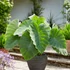Kép 1/5 - Colocasia esculenta