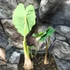 Kép 3/5 - Colocasia esculenta