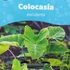 Kép 5/5 - Colocasia esculenta
