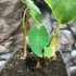 Kép 4/5 - Colocasia esculenta