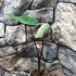Kép 2/8 - Colocasia esculenta 'Bikini Tini'