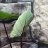 Kép 6/8 - Colocasia esculenta 'Bikini Tini'