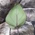 Kép 4/8 - Colocasia esculenta 'Bikini Tini'