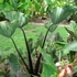 Kép 1/8 - Colocasia esculenta 'Bikini Tini'