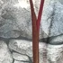 Kép 5/8 - Colocasia esculenta 'Bikini Tini'
