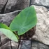 Kép 8/8 - Colocasia esculenta 'Bikini Tini'