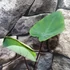 Kép 3/8 - Colocasia esculenta 'Bikini Tini'