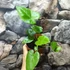 Kép 2/5 - Leucocasia gigantea 'Thai Giant'
