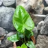 Kép 4/5 - Leucocasia gigantea 'Thai Giant'