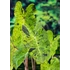Kép 4/6 - Colocasia esculenta 'Mojito'