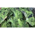 Kép 6/6 - Colocasia esculenta 'Mojito'