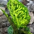 Kép 2/7 - Dieffenbachia reflector - buzogányvirág