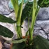 Kép 3/7 - Dieffenbachia reflector - buzogányvirág
