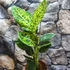 Kép 4/7 - Dieffenbachia reflector - buzogányvirág