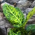 Kép 5/7 - Dieffenbachia reflector - buzogányvirág