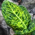 Kép 6/7 - Dieffenbachia reflector - buzogányvirág