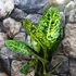 Kép 7/7 - Dieffenbachia reflector - buzogányvirág