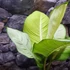 Kép 6/7 - Dieffenbachia 'Tropic Marianne' - buzogányvirág