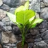 Kép 3/7 - Dieffenbachia 'Tropic Marianne' - buzogányvirág