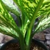 Kép 10/14 - Dieffenbachia 'White Etna' - buzogányvirág