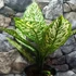 Kép 11/14 - Dieffenbachia 'White Etna' - buzogányvirág