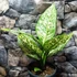 Kép 12/14 - Dieffenbachia 'White Etna' - buzogányvirág