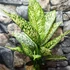 Kép 1/14 - Dieffenbachia 'White Etna' - buzogányvirág