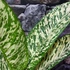 Kép 4/14 - Dieffenbachia 'White Etna' - buzogányvirág